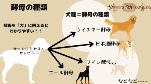 酵母の種類を犬に例えた資料です